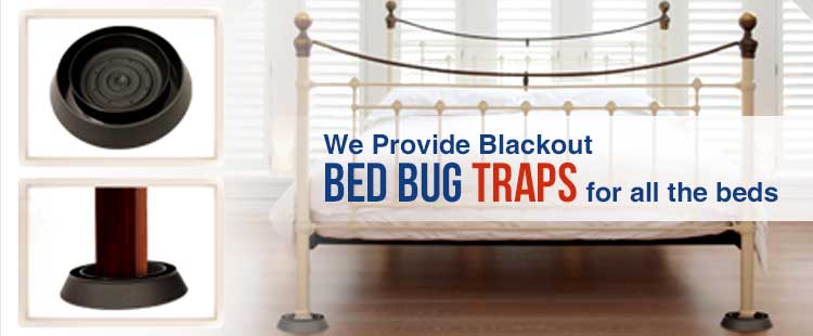 Bed Bug Removal