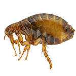 Flea Image