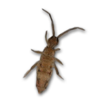 Carpet Beetle Larva Image