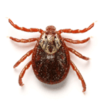 Tick Image