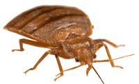 An adult bed bug.