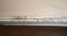 Matress Infestation