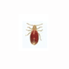 Bed bug 1st instar fed