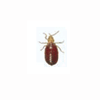 Bed bug 2nd instar fed