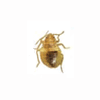 Bed bug 3rd instar unfed