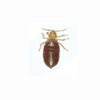 Bed bug 3rd instar fed