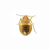 Bed bug 4th instar unfed