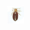 Bed bug 4th instar fed