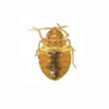 Bed bug 5th instar unfed