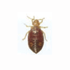 Bed bug 5th instar fed